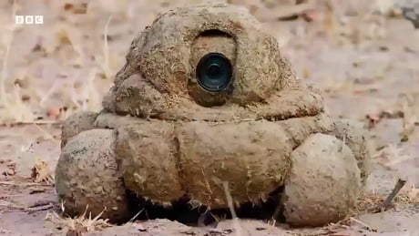 Imagine you're an elephant, just chilling in the savanna, and suddenly a pile of shit comes rolling toward you!