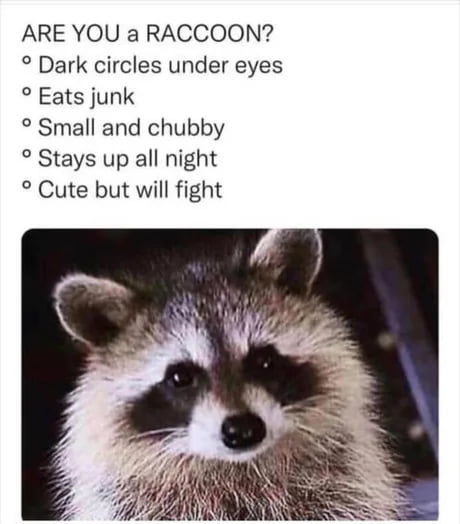 Are you a raccoon ?
