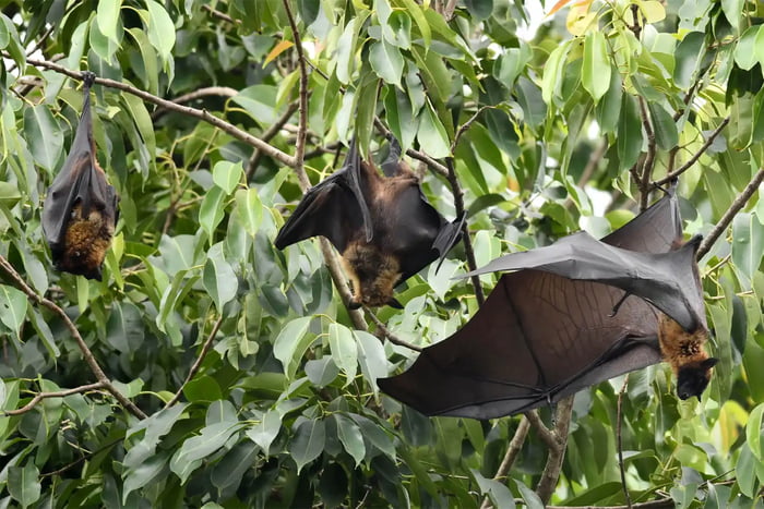 Deadly Bat Virus With No Cure Is Spreading In India With 'Epidemic ...