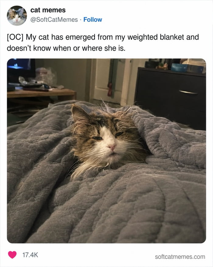 Waking up from a nap and forgetting how to be a cat