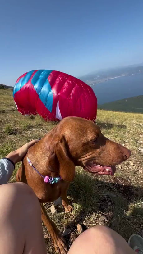 I always wondered if the dogs actually like this