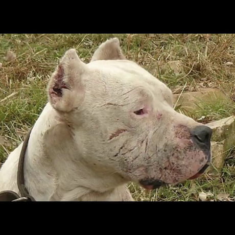 This is Morocho, the legendary dogo argentino who defeated a puma to save two little girls.