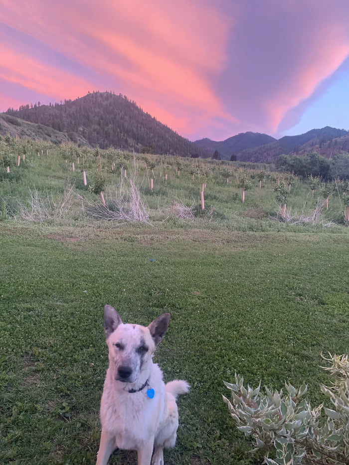 We tried rescuing this guy. He terrorized people and other dogs all around our property. Hank ,we tried. You struck the doggy lottery here, but blew it all on coke n hookers.