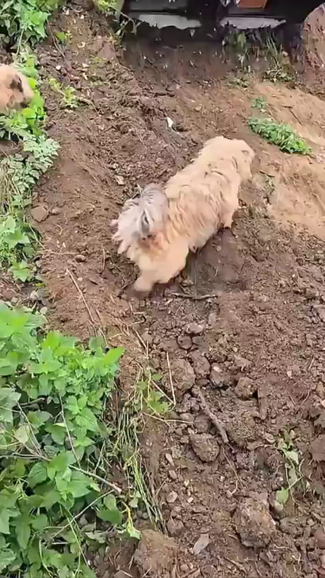 The goodest pest control squad.