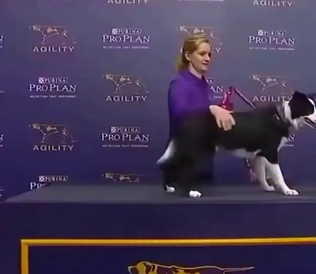 This dog was not fcuking around