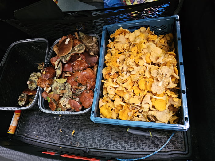 Nothing to see...just another day in the Polish forests.