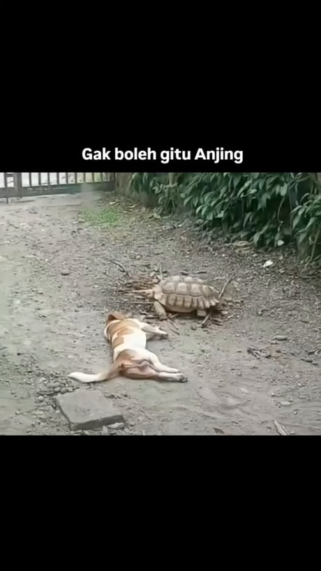 Dasar anjinggg (STHOP BULLYING)