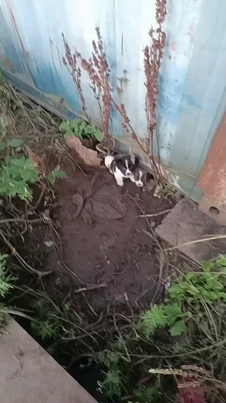 Zero survival instinct