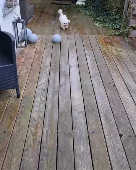 A small, adorable puppy has the sweetest habit — before stepping inside the house, he always stops to clean his paws.