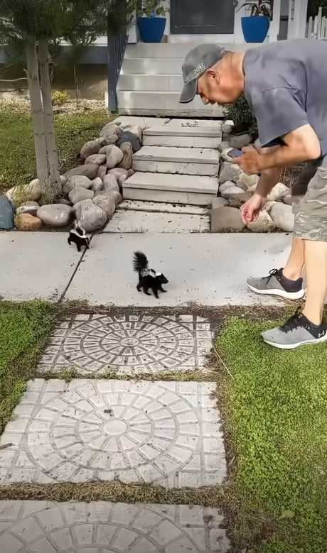 Cute skunks