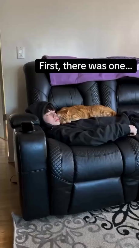 Cats nap up to 20 hours a day.