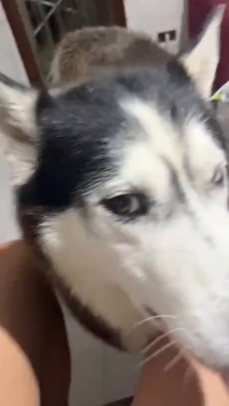 Italian speaking husky