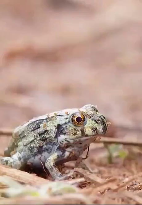 It is a Wednesday my dudes