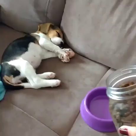 Hungry dog
