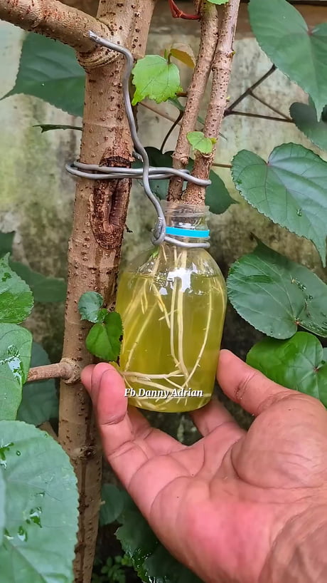 How to multiply plants quickly!