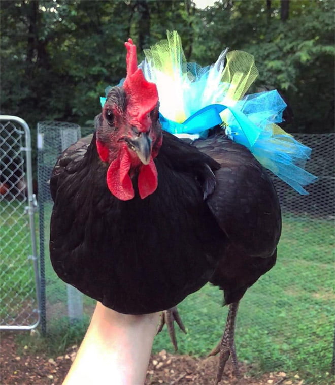 Курочка в платье. Смешная курица. Курица с прической. Курица в платочке. Модная курица.