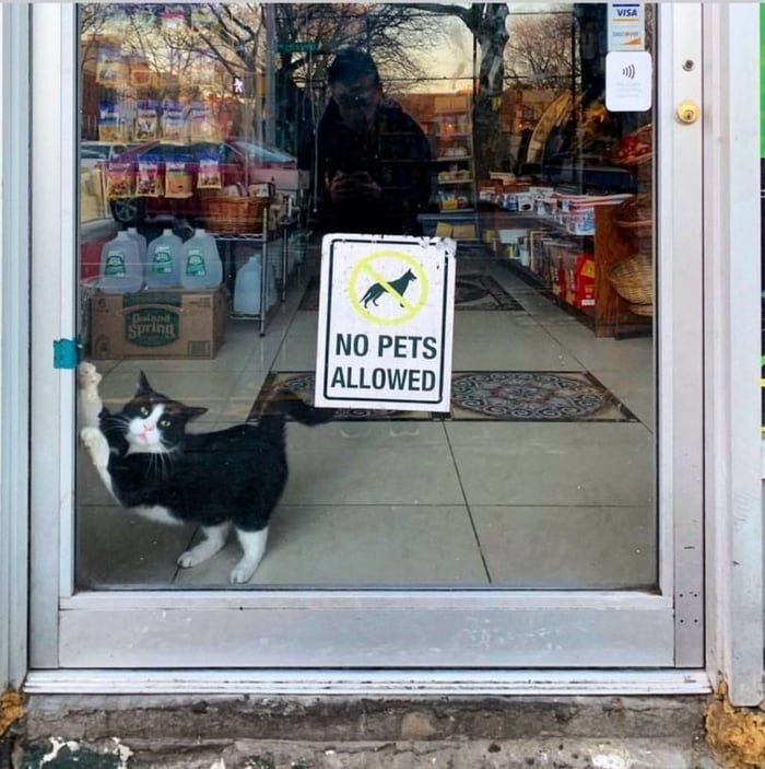 Cats are okay