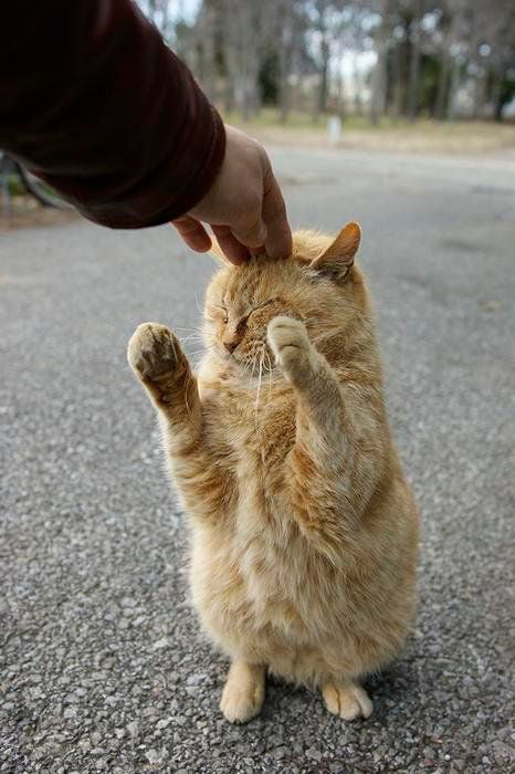 Reluctant Head Scratch - Oh so good!