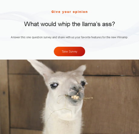 Whip The Llama S Ass