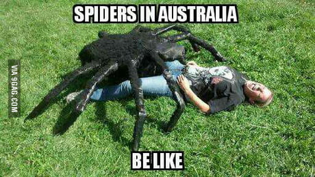 Spider season in Australia - 9GAG