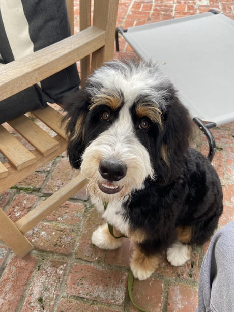 bernese mountain dog and mini poodle