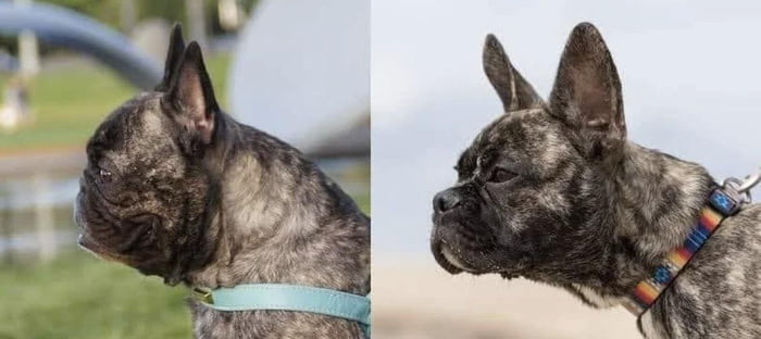 Breeder in the Netherlands has been working to make the French Bulldog a “healthier” breed.
