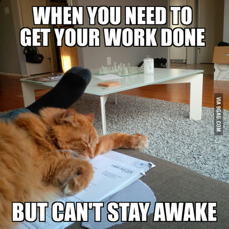 tired cat work