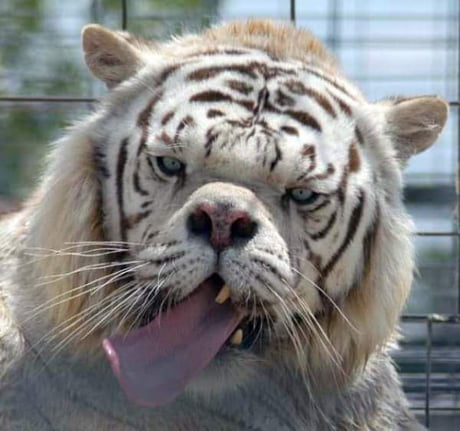 Download Really Cute Down Syndrome Tiger 9gag