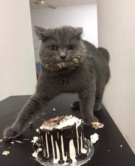 Cat ate cake sale