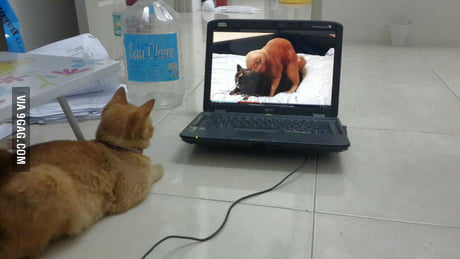 Getting Caught Watching Porn - My cat was caught watching porn - 9GAG