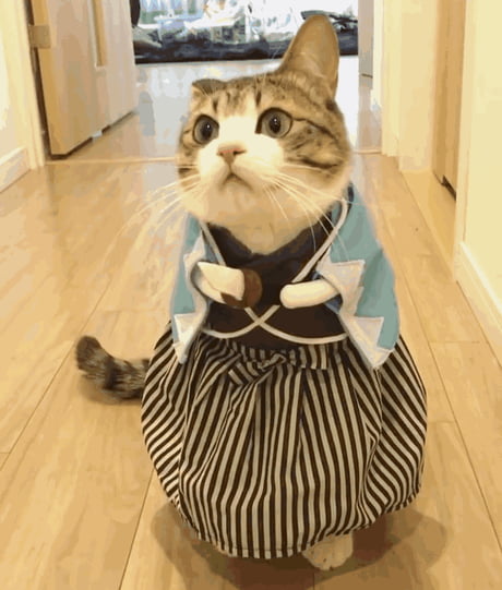 Let's me introduce you the Shogun Cate