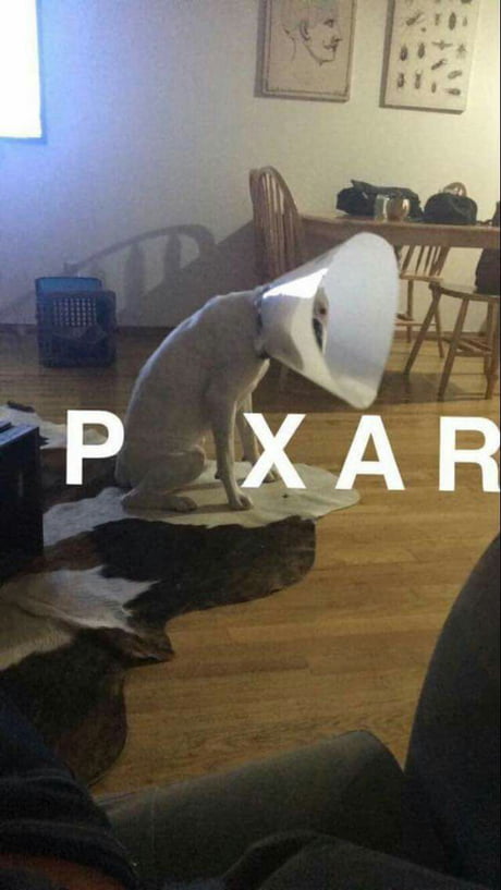 dog cone pixar