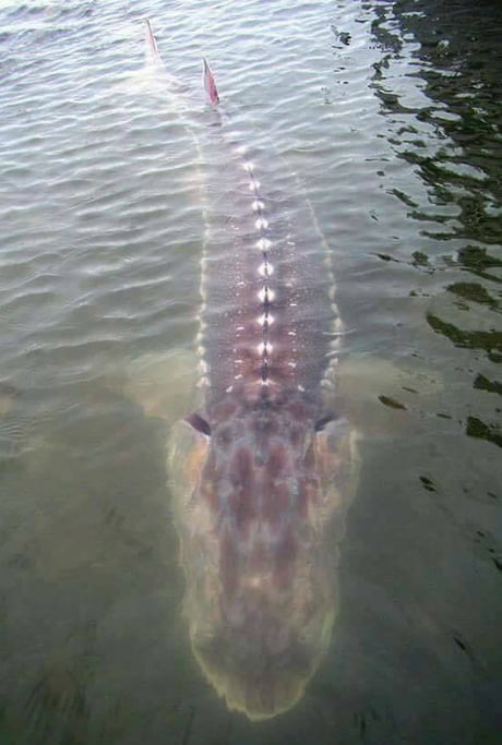 Fishing little Sturgeon on the river - 9GAG