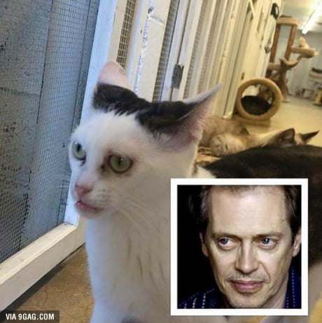 This cat looks like Steve Buscemi. 9GAG