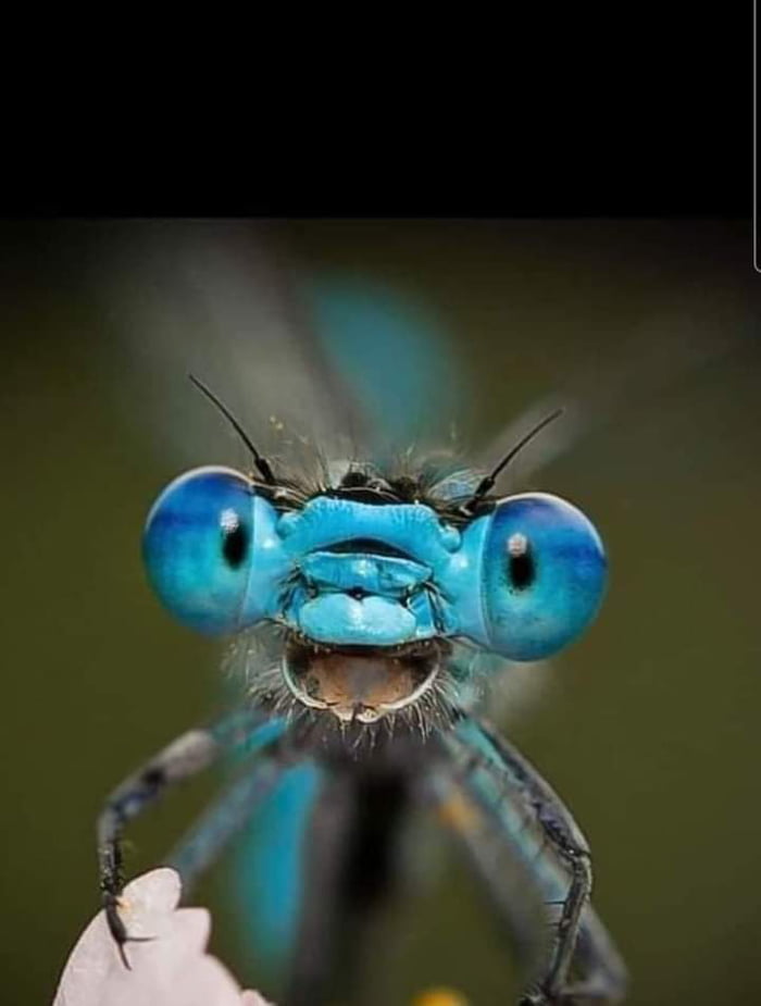 Close-up of a dragonfly. Not sure if cute or terrifying.