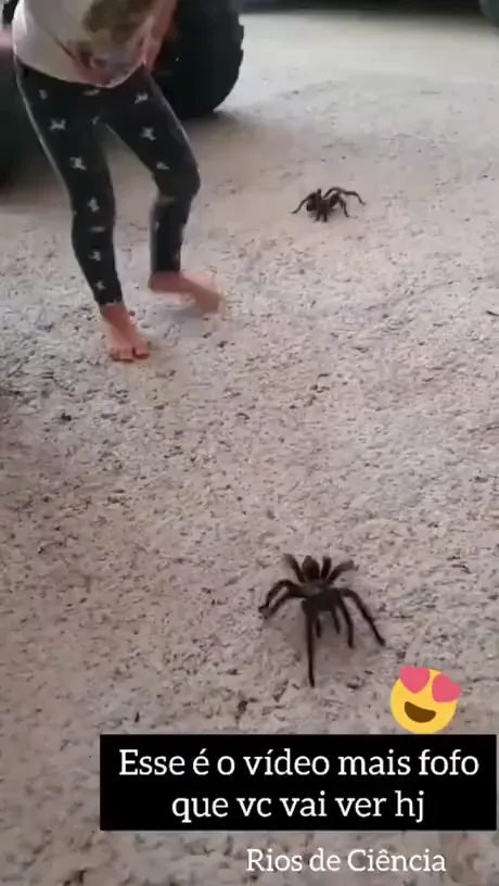 Spider season in Australia - 9GAG