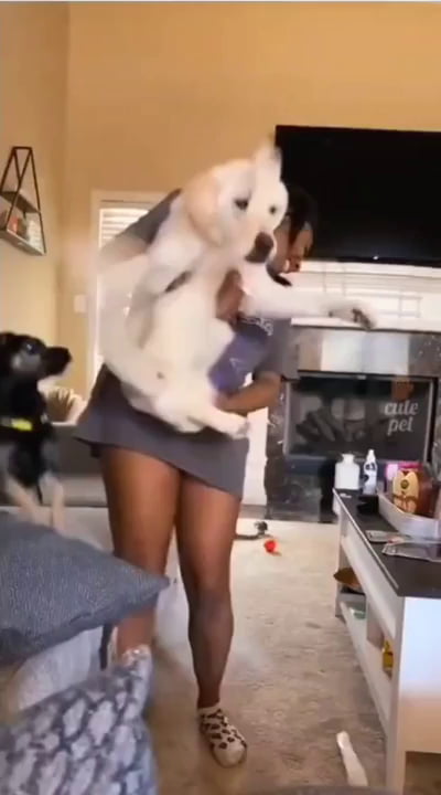 Doggos are best gif