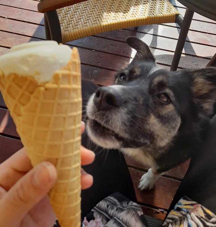 Cone of Ice cream and Cone of Dog 9GAG