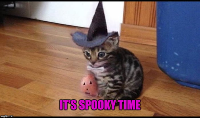 Share us your favorite spooky cat memes