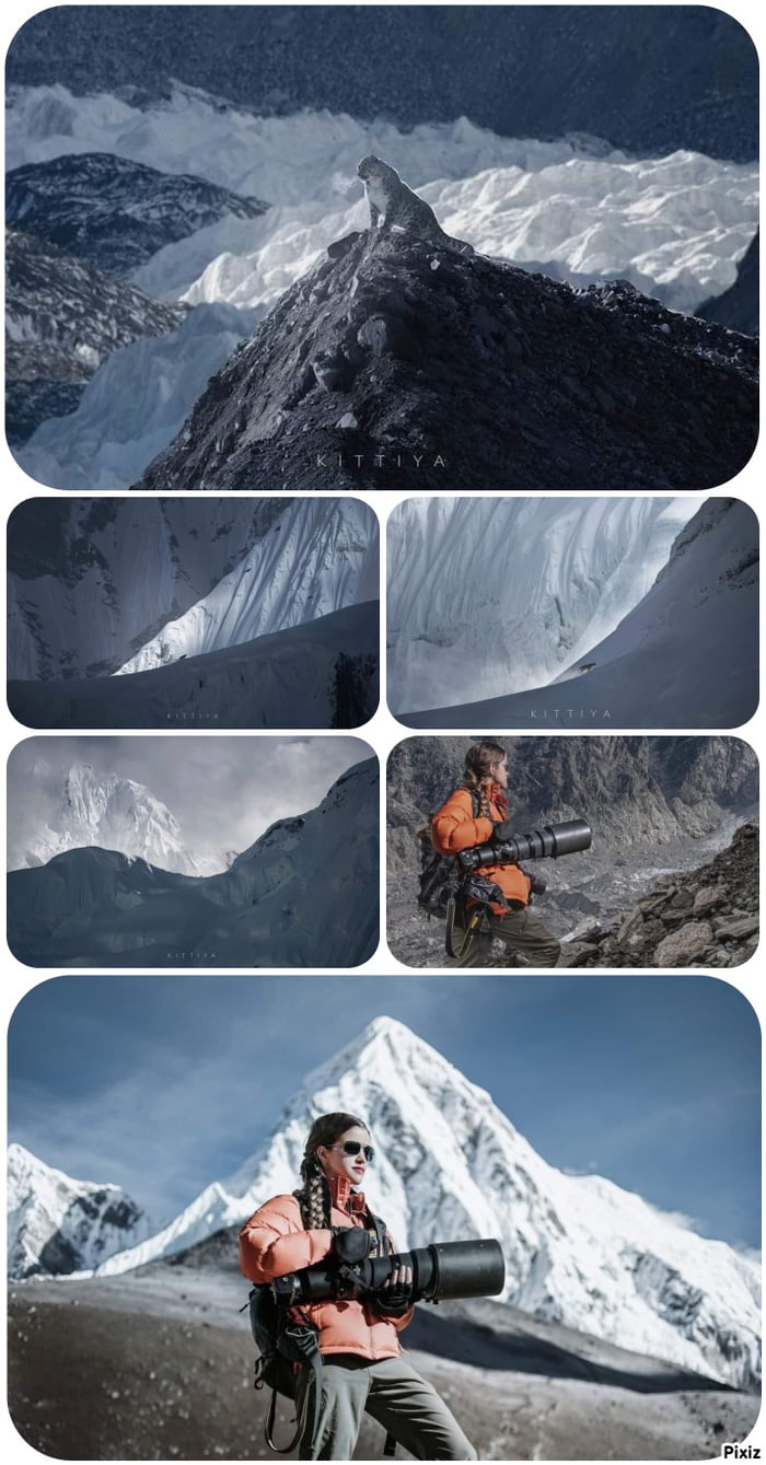 Snow Leopard on the Everest at an altitude of above 5000m16404ft 