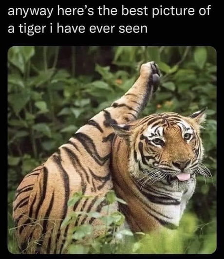 Best Funny tiger Memes - 9GAG Best Funny tiger Memes - 9GAG
