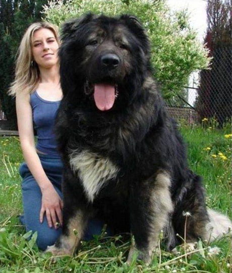 how big does a caucasian shepherd puppy get