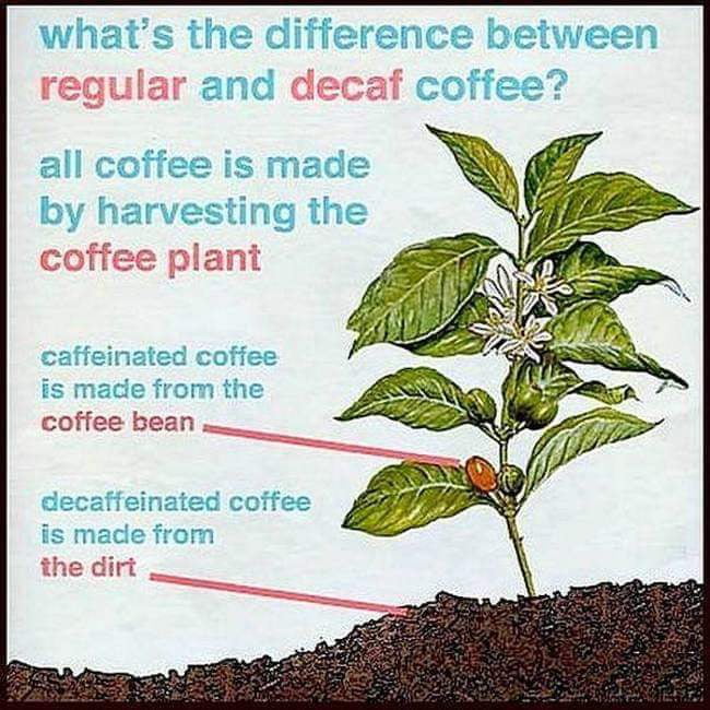 what-s-the-difference-between-regular-and-decaf-coffee-9gag