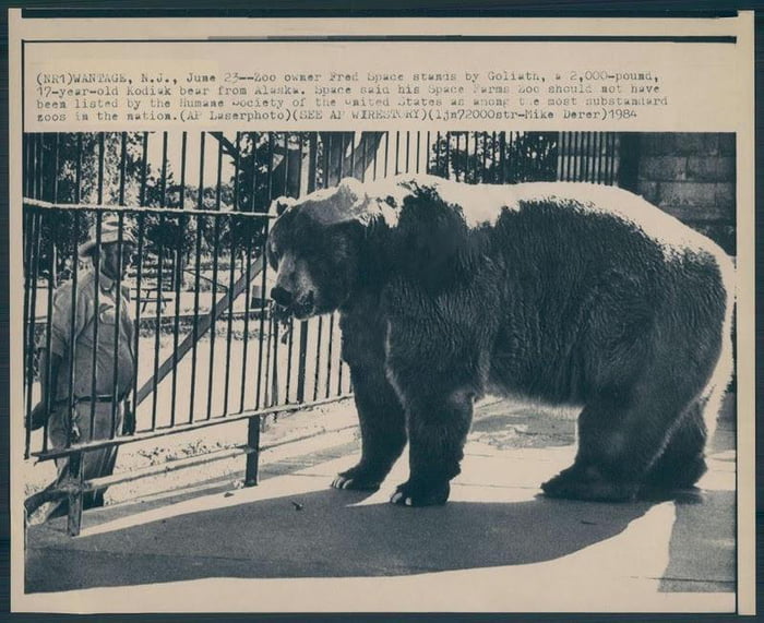  goliath the world s largest grizzly bear he was an enormous 12
