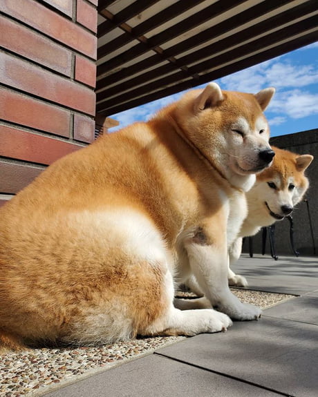 Moja sales shiba inu