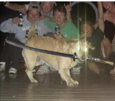 Samurai Dog Will Be Your Fate 9gag