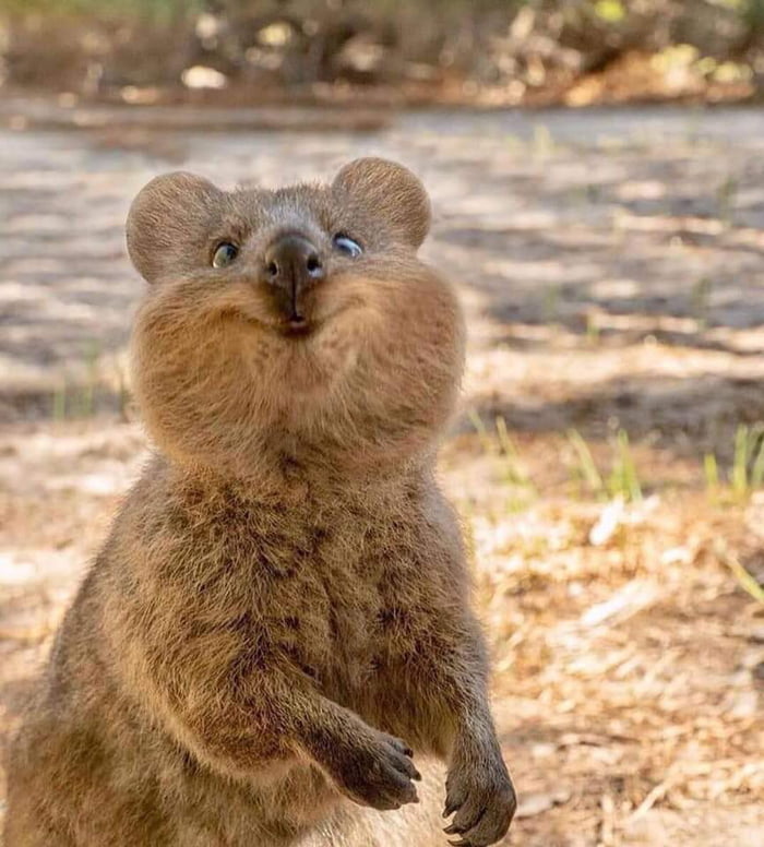 Quokkas toss their babies at predators so they can escape 9GAG