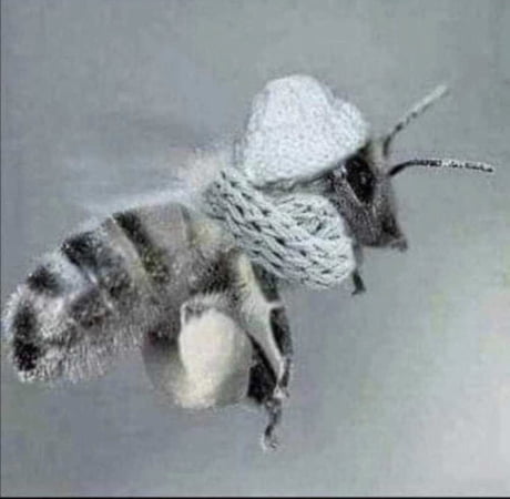 Ich glaub es wird Frühling. Hab eben die erste Biene gesehen. - 9GAG