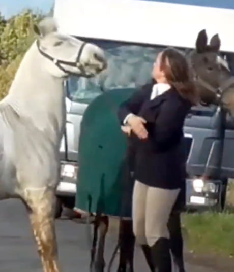 Teacher Sacked After Video Shows Horse Being Kicked And Slapped 9gag