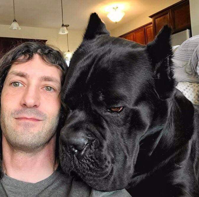 The head size difference between a man and a cane corso 9GAG
